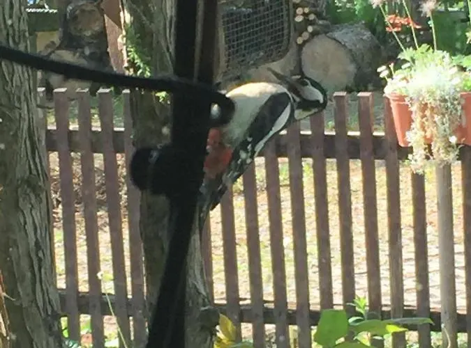 Апартаменты Feriendomizil Mikesh